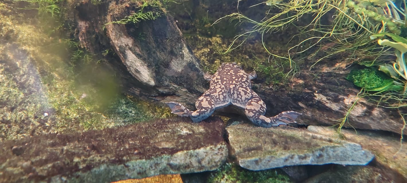 A dark brown frog speckled with lighter patches rests in a terrarium, facing away from the camera, its hind legs give the impression that it has butt cheeks